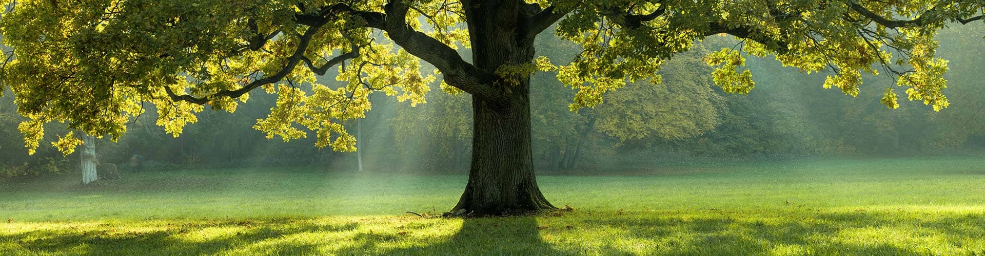 Tree in sunlight | LGI